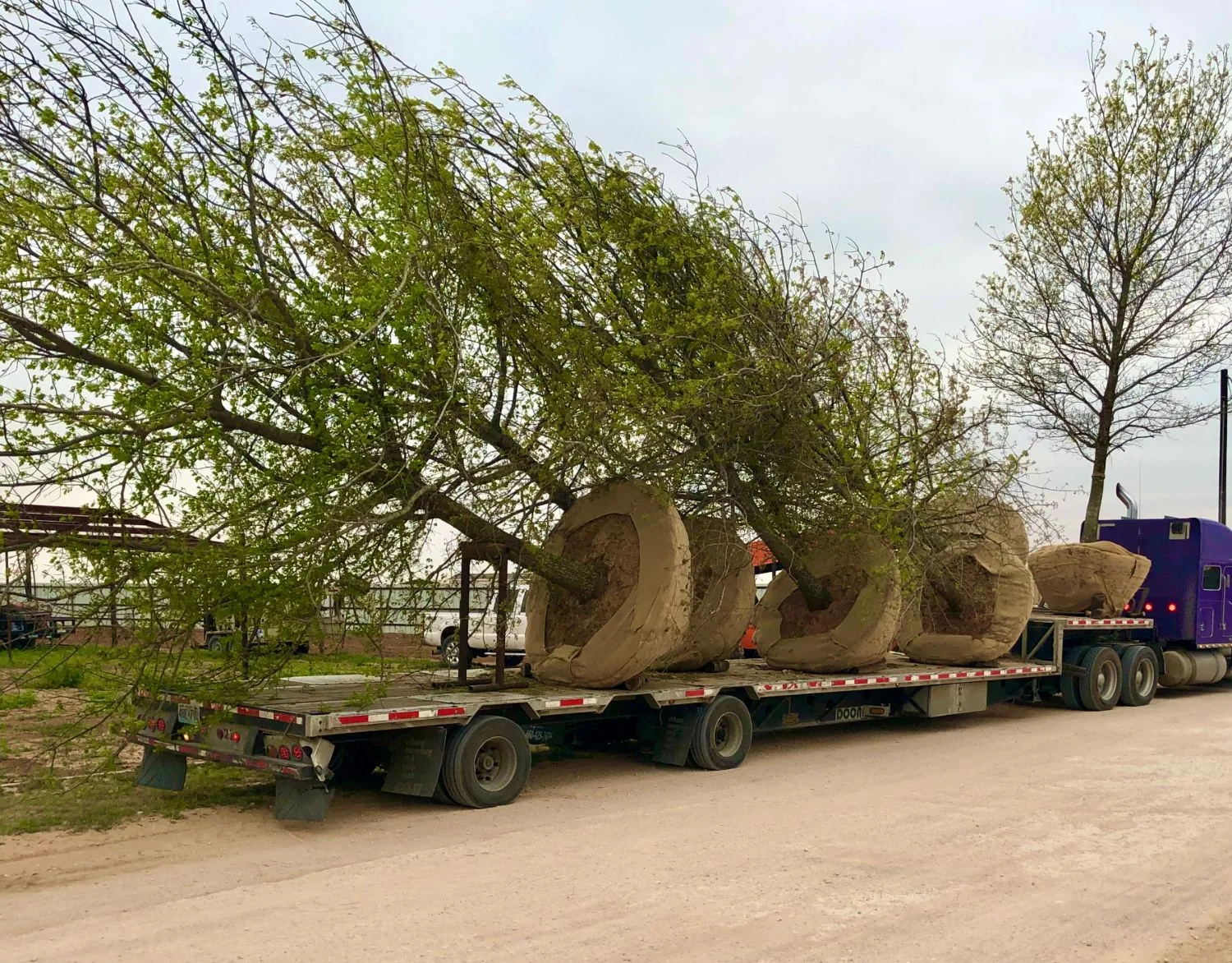 Several balled-and-burlapped trees loaded flat across a flatbed trailer, ready to leave the yard