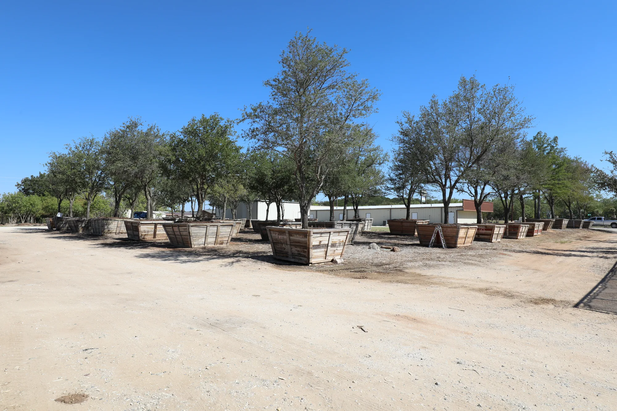 Boxed specimen trees standing in the nursery yard, ready to go out
