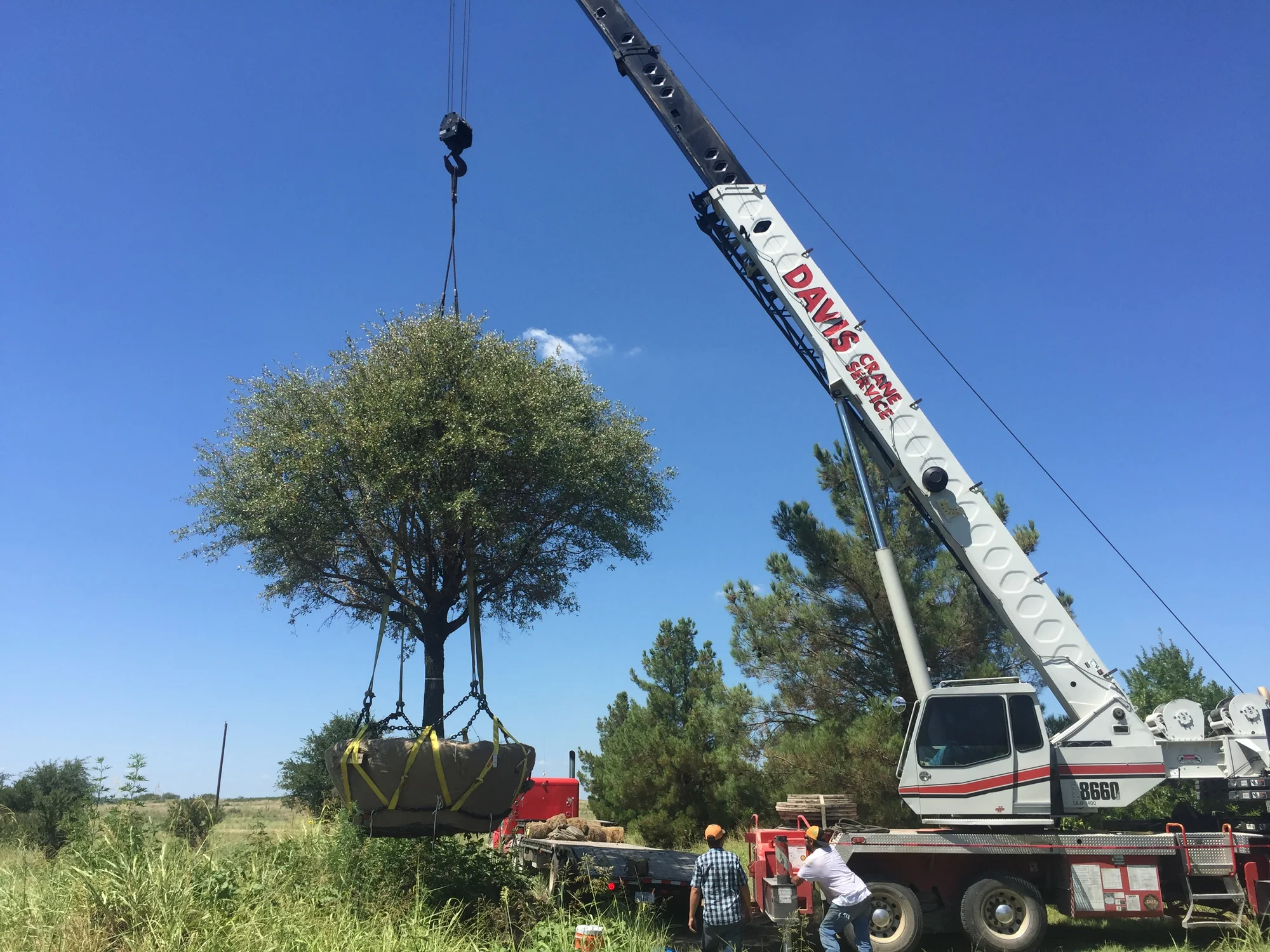 A crane lifting a mature specimen tree by its burlapped root ball onto a flatbed for transport
