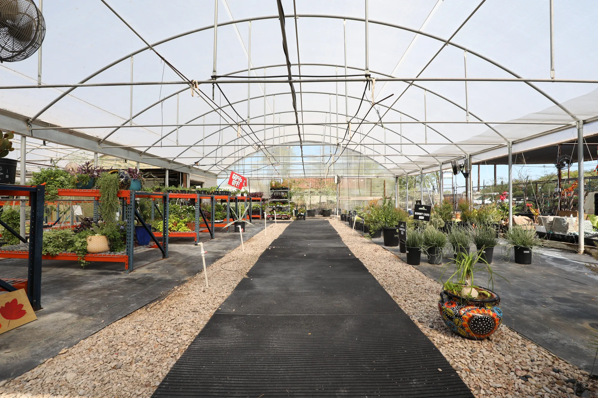 The main greenhouse aisle, benched container stock either side