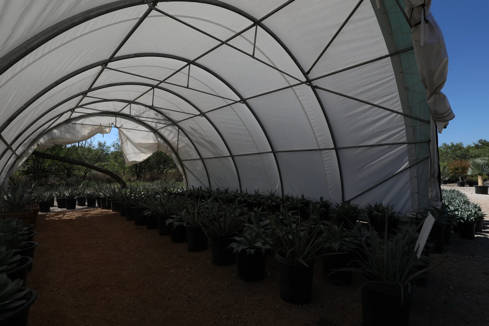 Inside a hoop house, container agave and yucca in rows on the floor