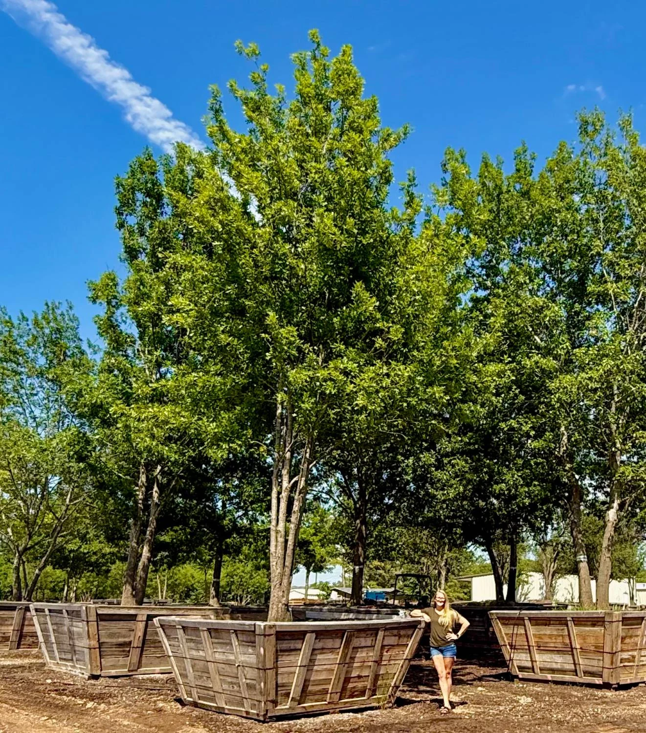 A large-caliper oak in a wooden grow box towering over a person standing beside it for scale