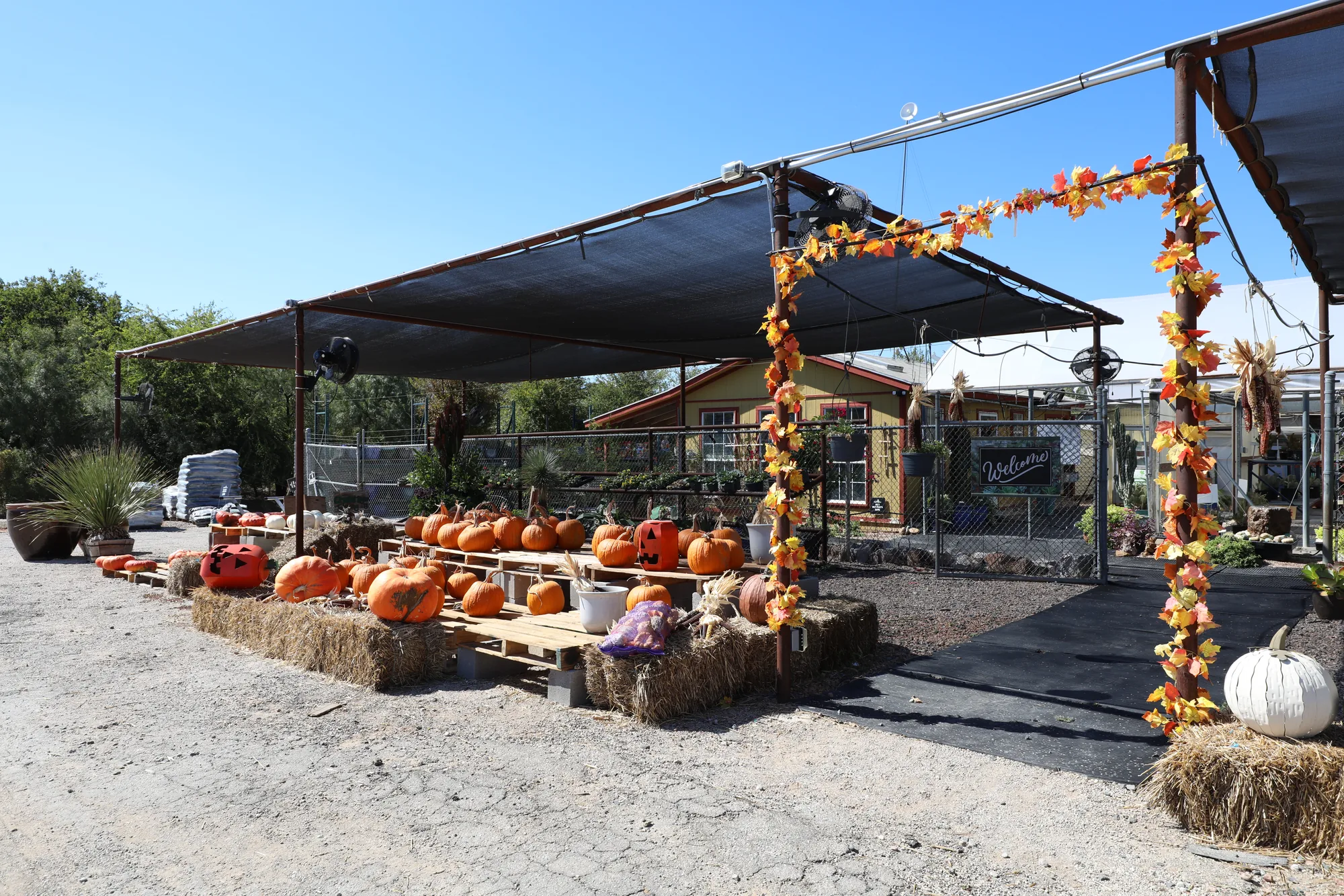 Seasonal retail display under the shade canopy, pumpkins and gourds on straw with a garland arch