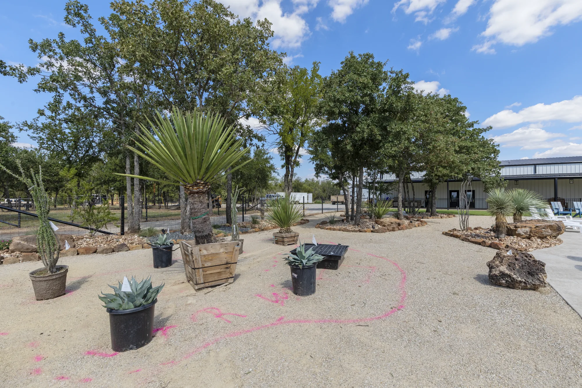 Potted agave and yucca specimens staged on decomposed granite with layout paint marked on the ground