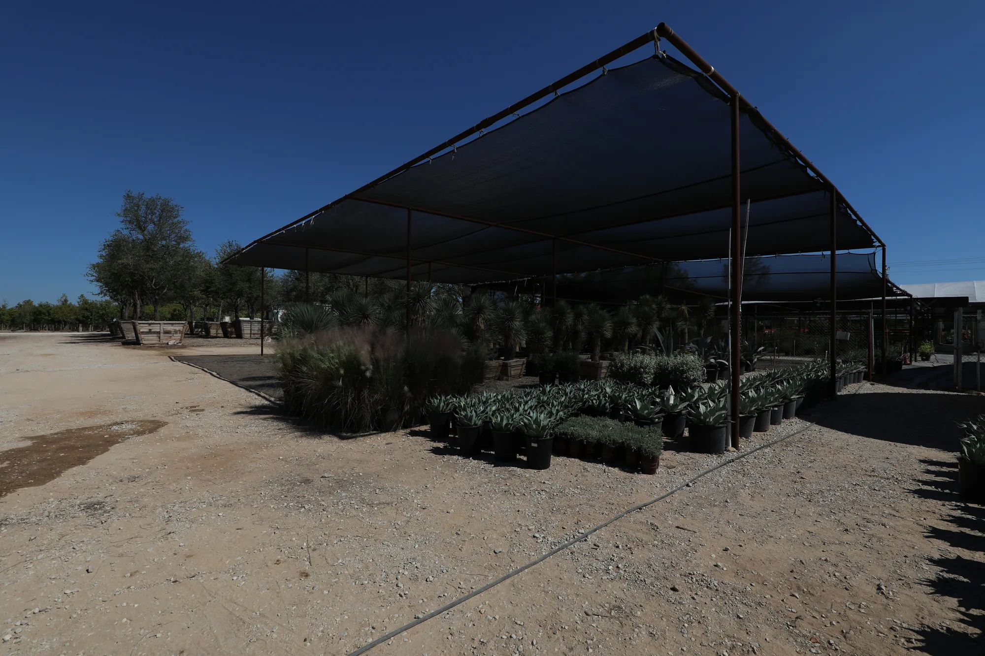 Ornamental grasses and perennial stock in rows under the shade house