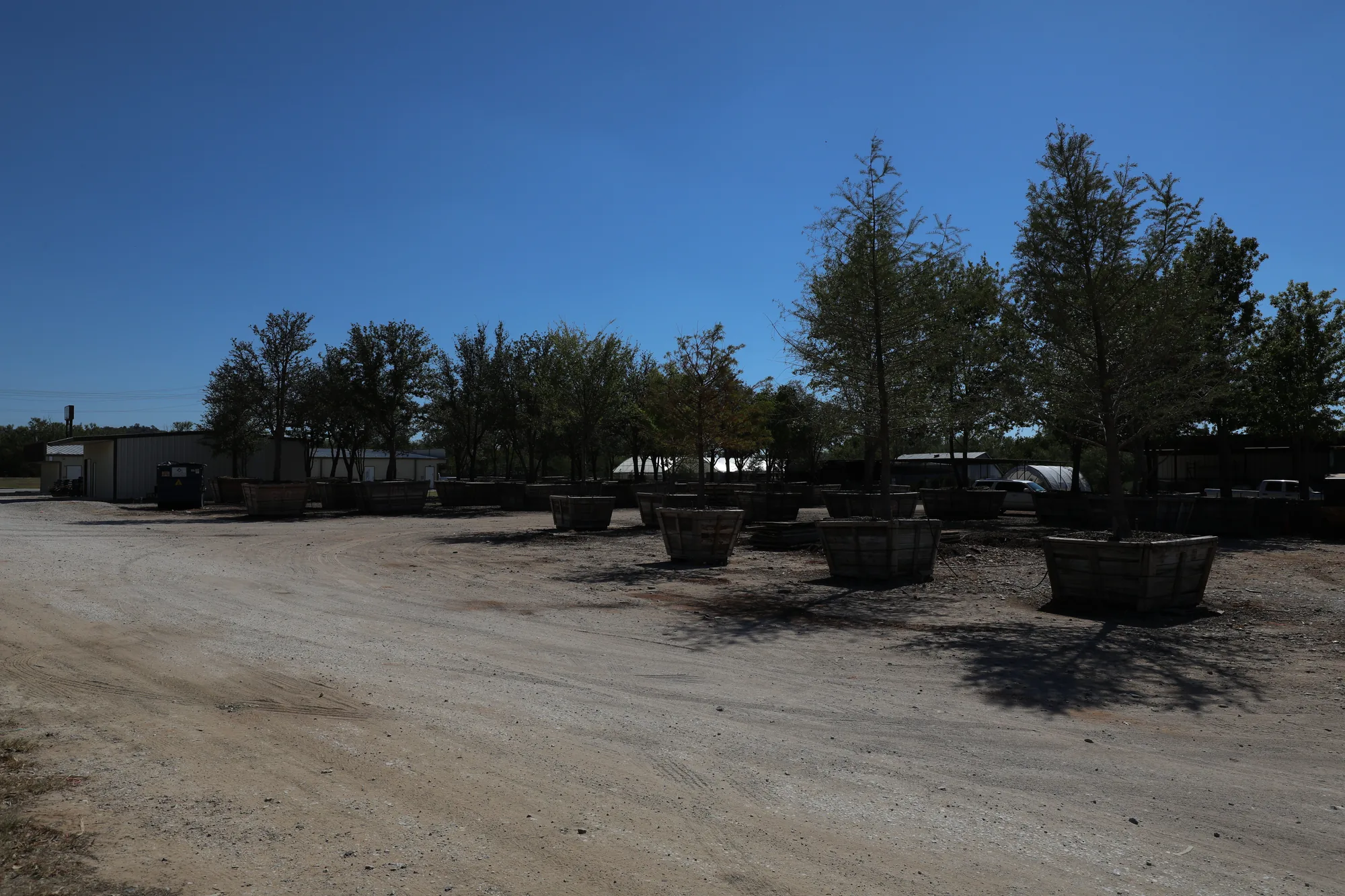 Specimen shade trees staged in boxes across the yard