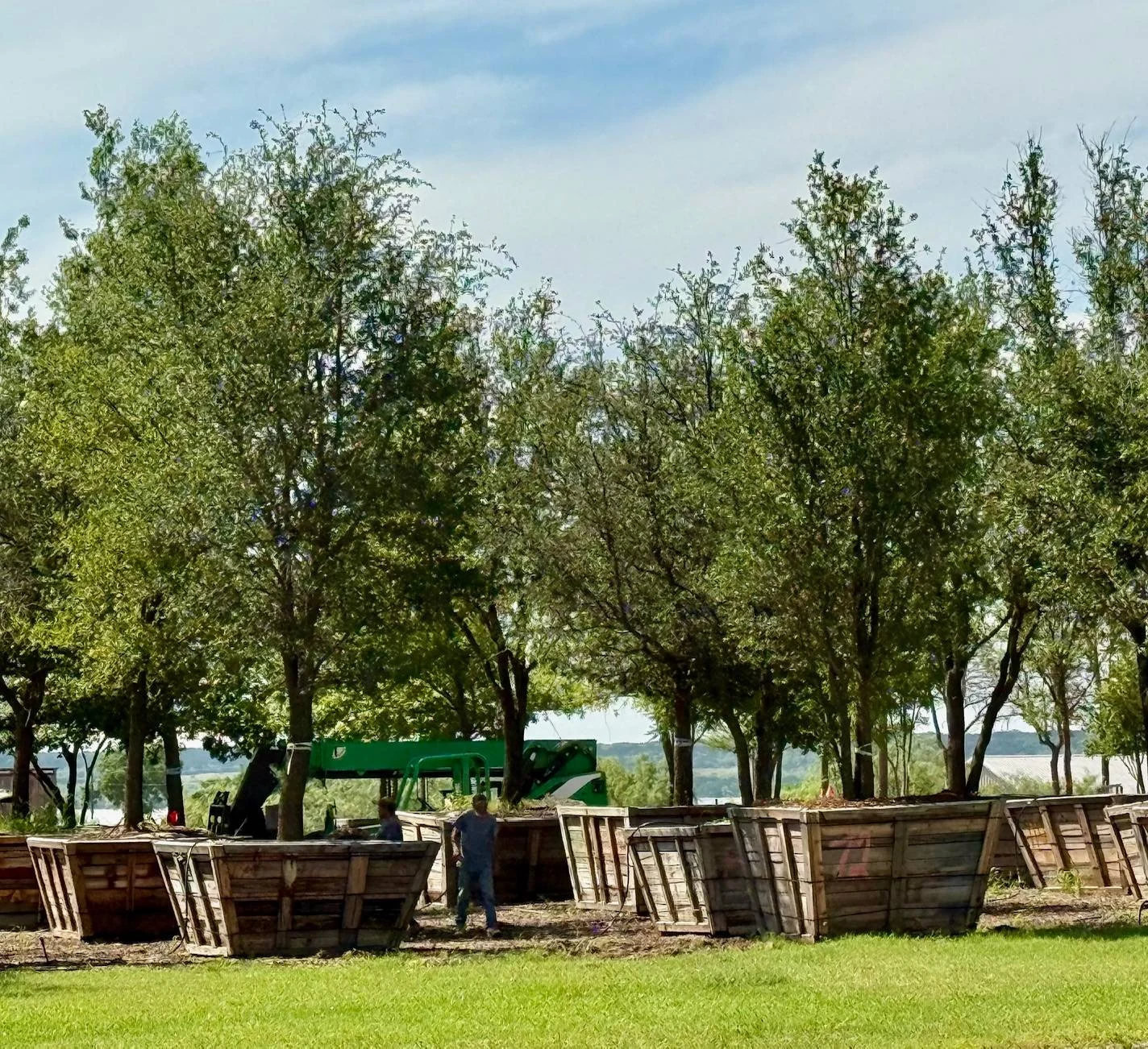 Rows of mature shade trees standing in wooden grow boxes at the tree yard with a loader working behind them