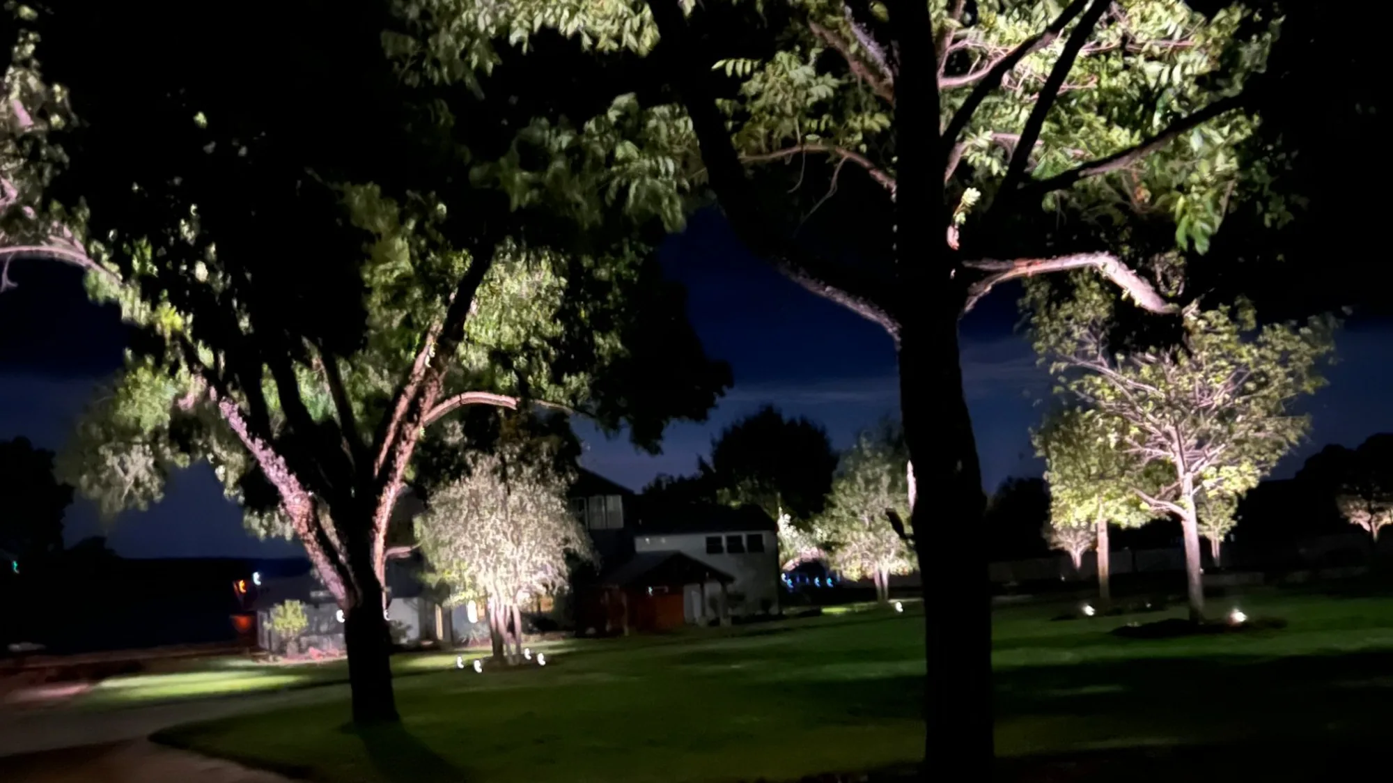 Mature pecan trees uplit from below at night, their canopies lit over a lawn and a decomposed granite drive