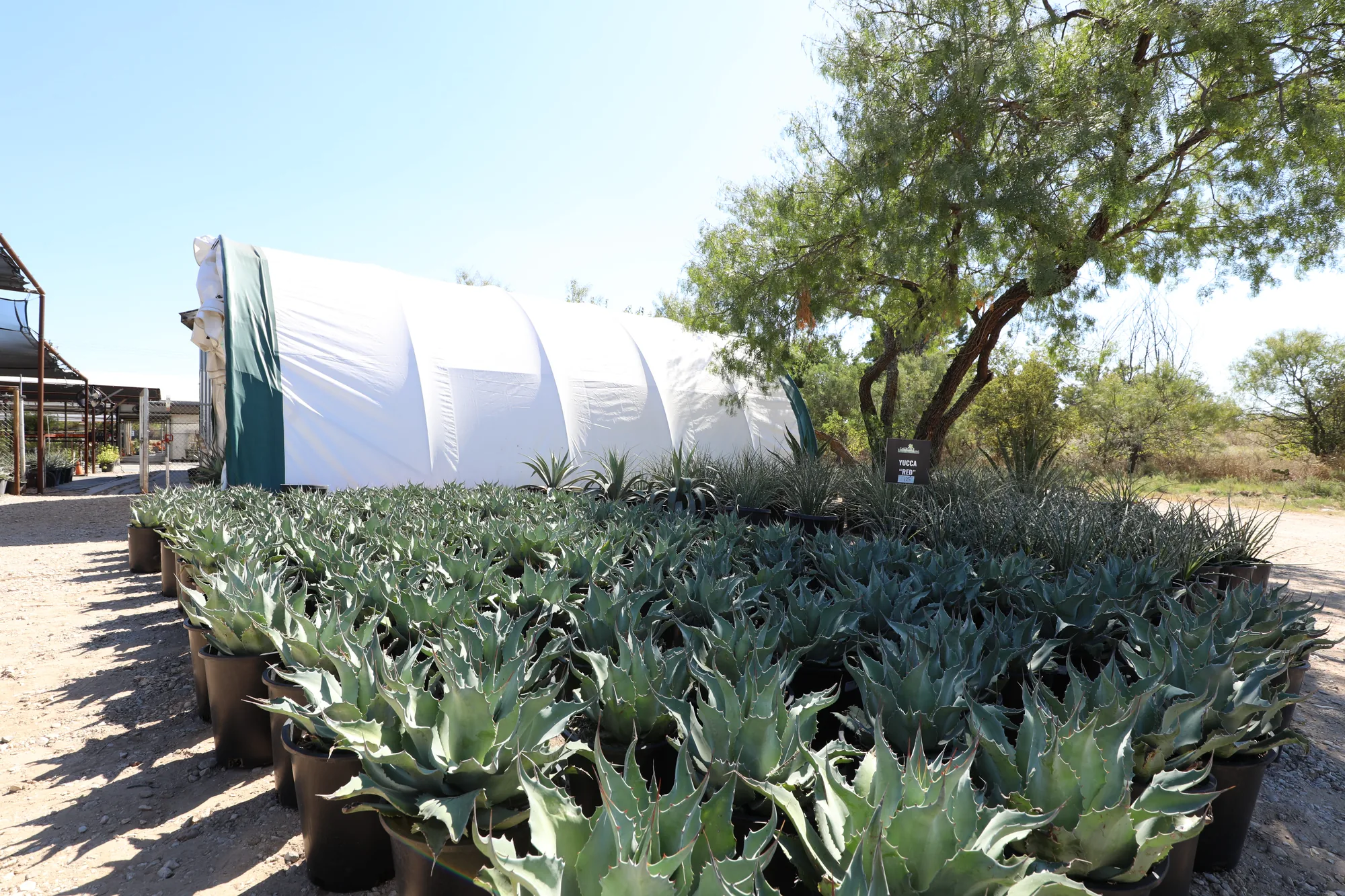 A block of potted whale's tongue agave outside the hoop house, mesquite behind