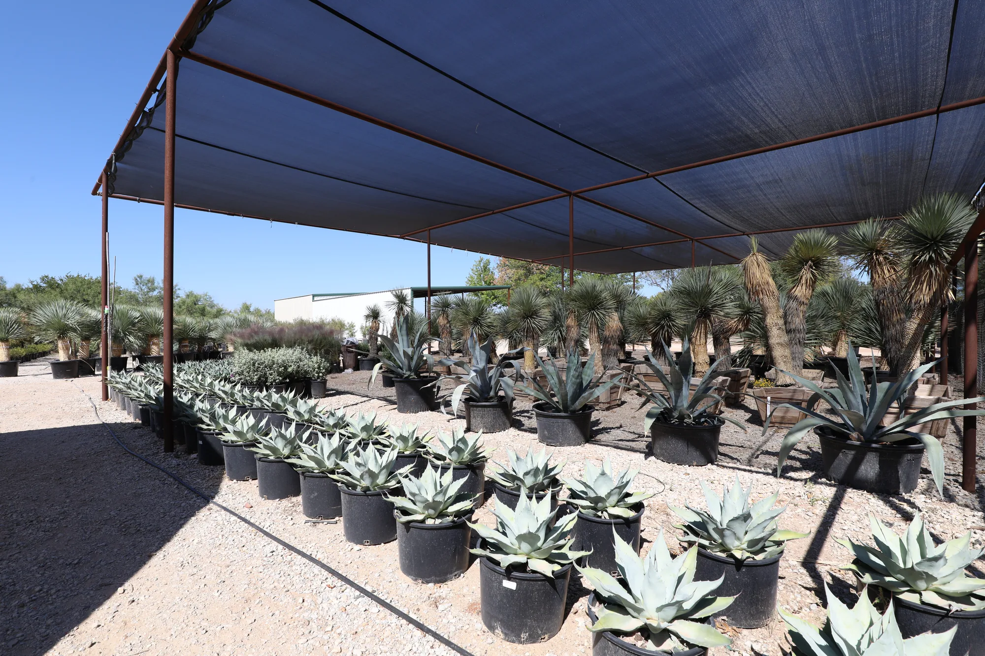 Rows of whale's tongue agave in containers under the shade house