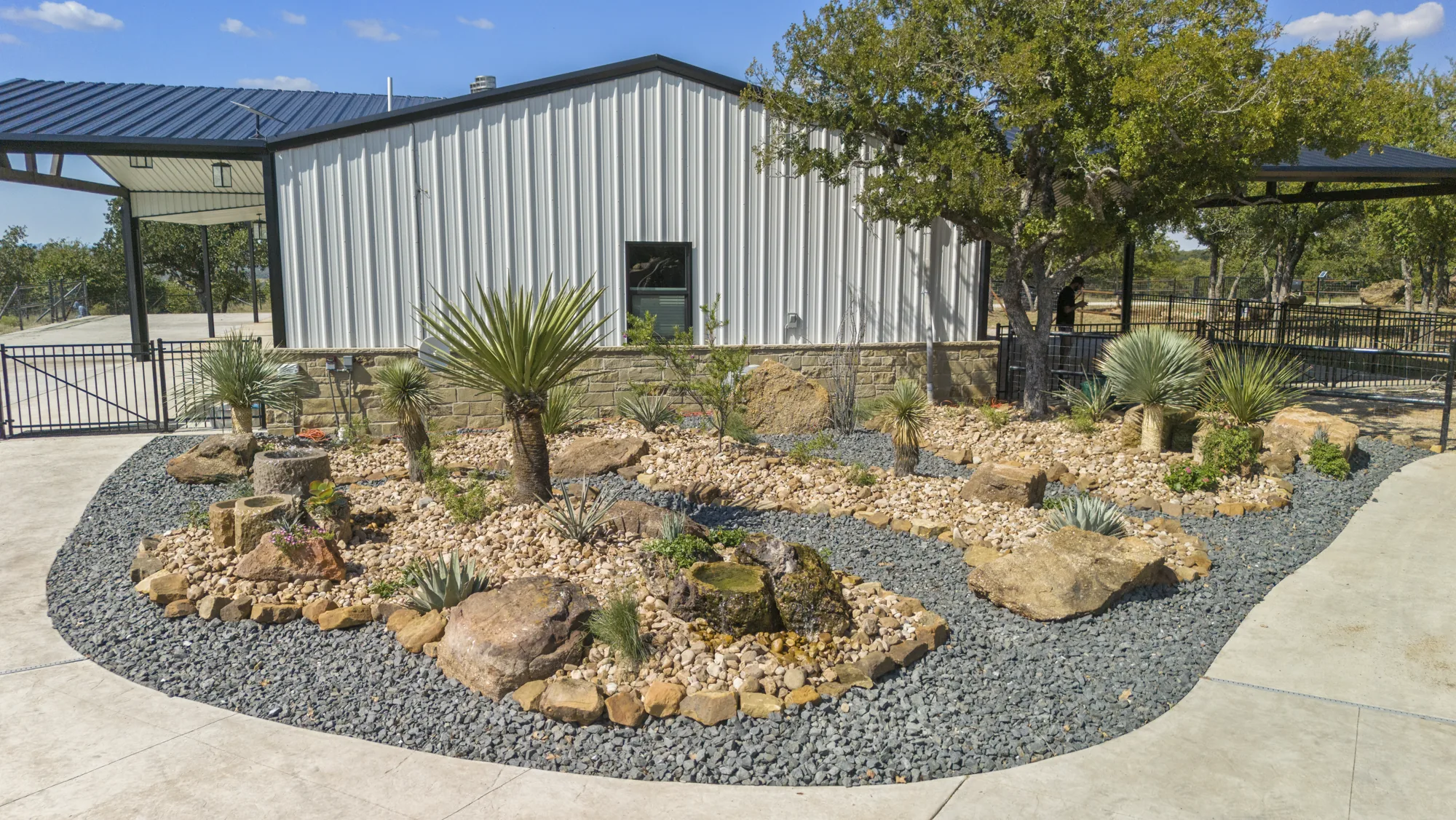Overhead view of a xeriscape island bed with set boulders, yucca and a black rock mulch band