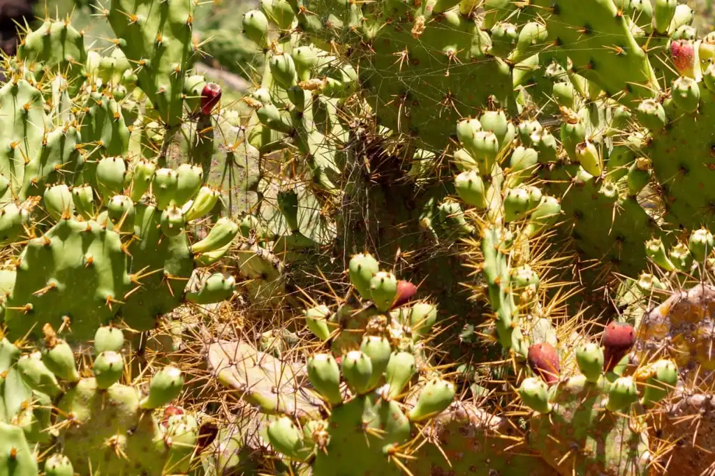 Prickly pear cactus with green pads, yellow spines, and red fruits.