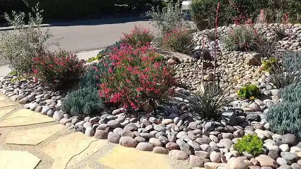 Xeriscaped front yard for water conservation with dry creek bed.