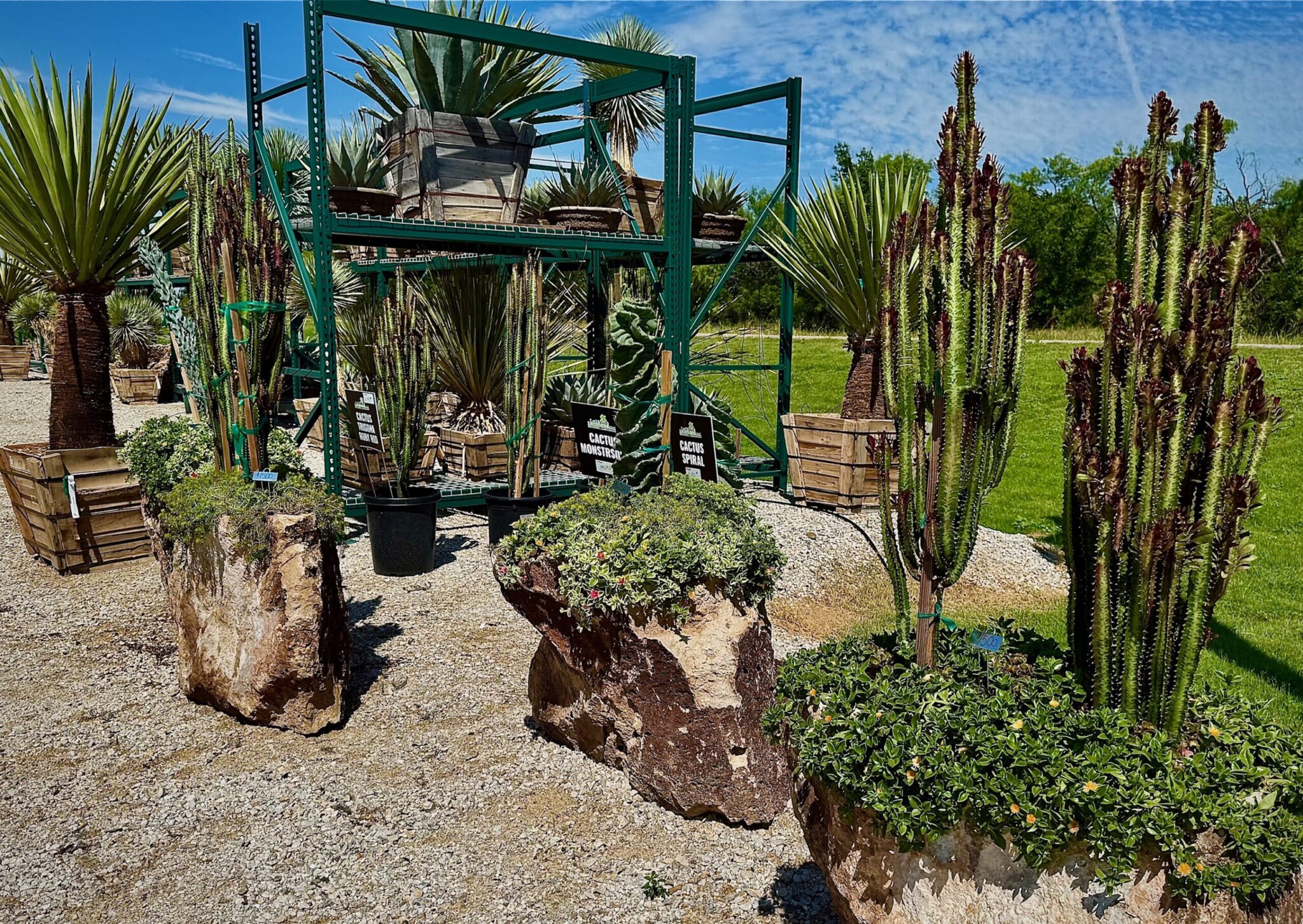 Retail nursery display featuring various cacti and succulents in rock planters, showcasing diverse landscaping options for outdoor spaces.